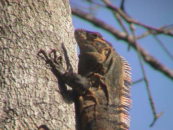 Iguana